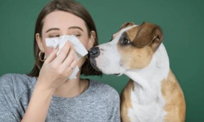 Dog Allergy