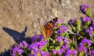 https://pussmoth.com/la-migracion-de-las-mariposas-hacia-florida/