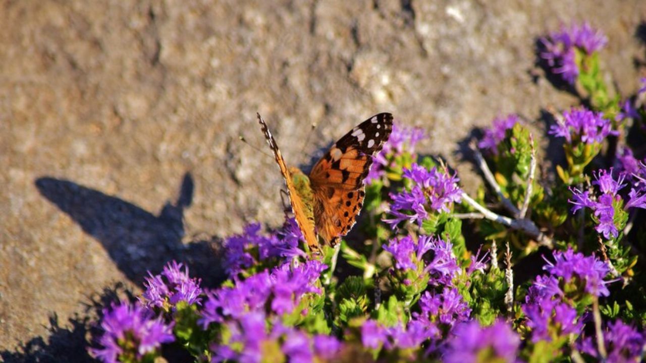 https://pussmoth.com/la-migracion-de-las-mariposas-hacia-florida/