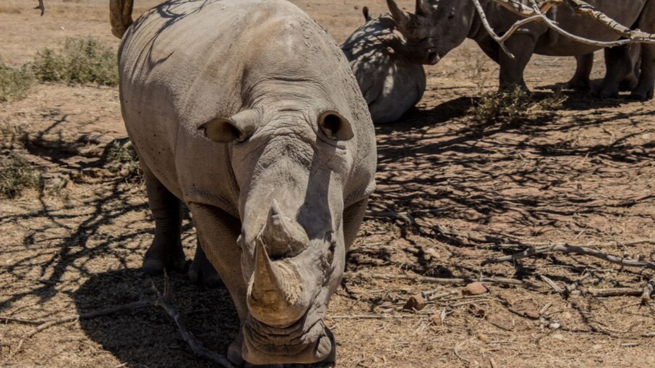 rhino skull