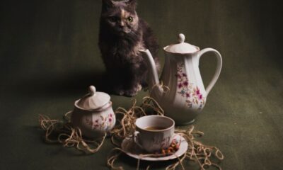 DizzyKitten Teatime 2023