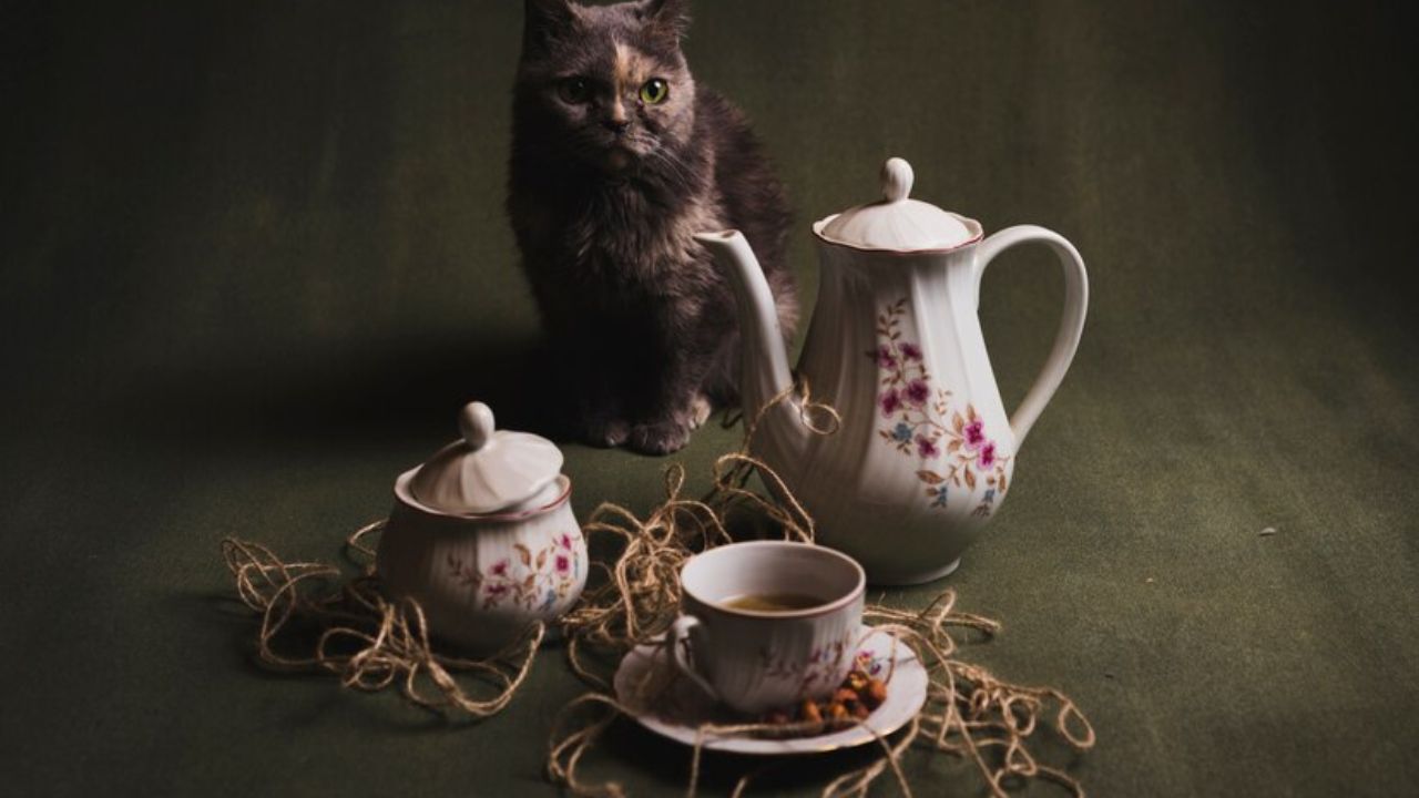 DizzyKitten Teatime 2023