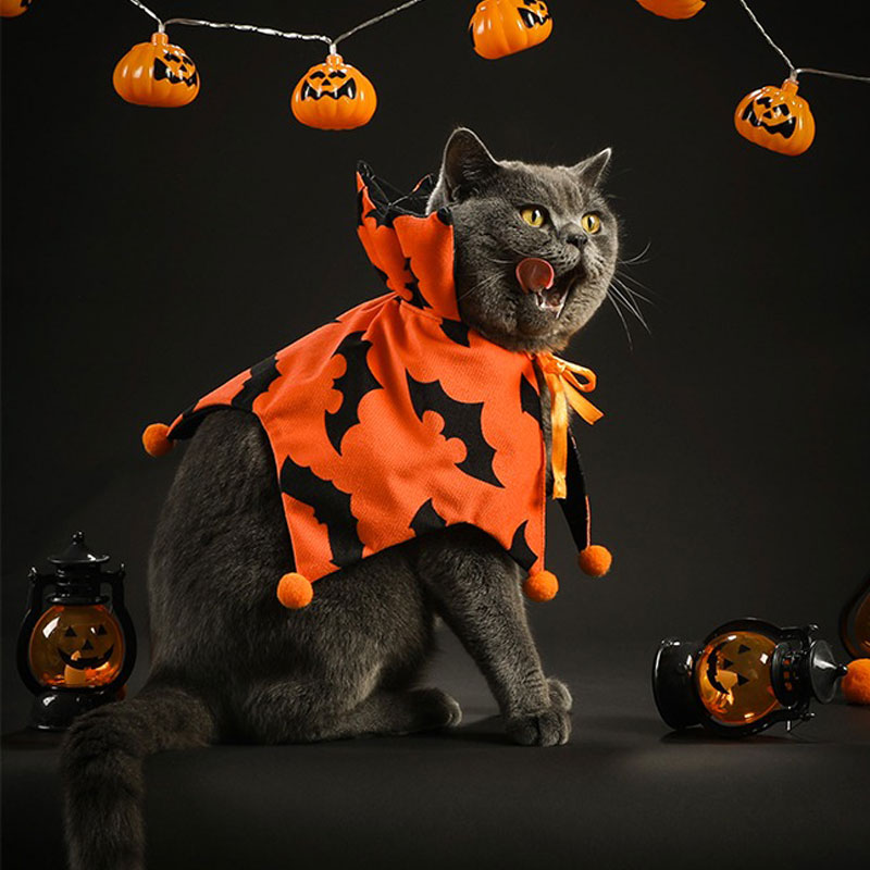 Halloween Cat Cosplay