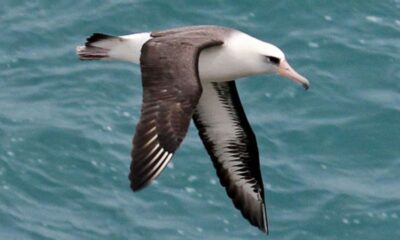 Longest Living Bird