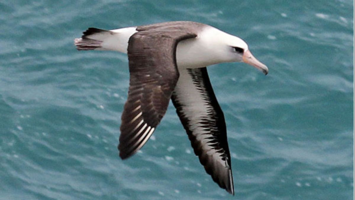 Longest Living Bird