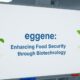 Eggene