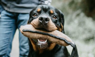 Legal Help