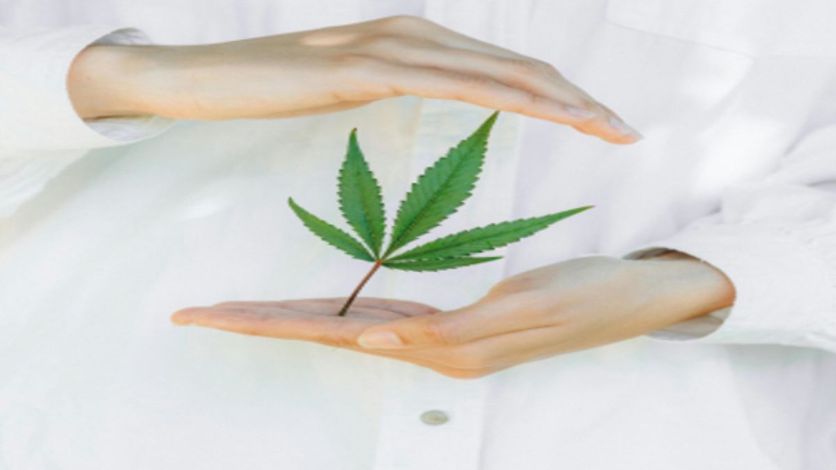 Cannabis Extracts
