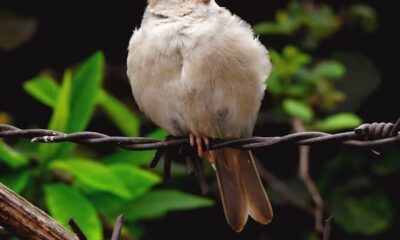 Hancock Bird