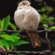 Hancock Bird
