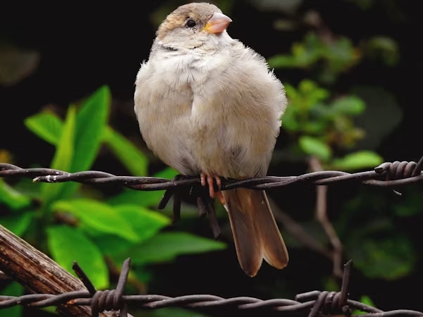 Hancock Bird