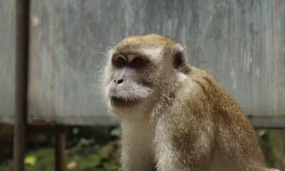 Monkeygg2