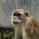 Monkeygg2