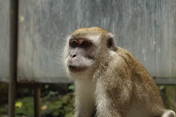 Monkeygg2